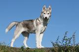 SIBERIAN HUSKY 905